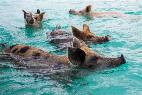 Swimming with the pigs in Eleuthera ! – Best of Eleuthera